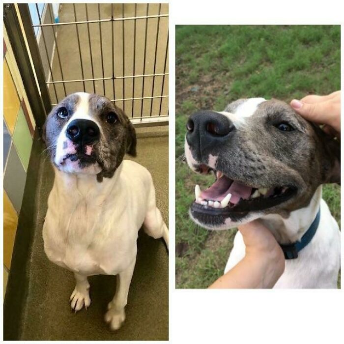 Missy’s Shelter Breakup Story