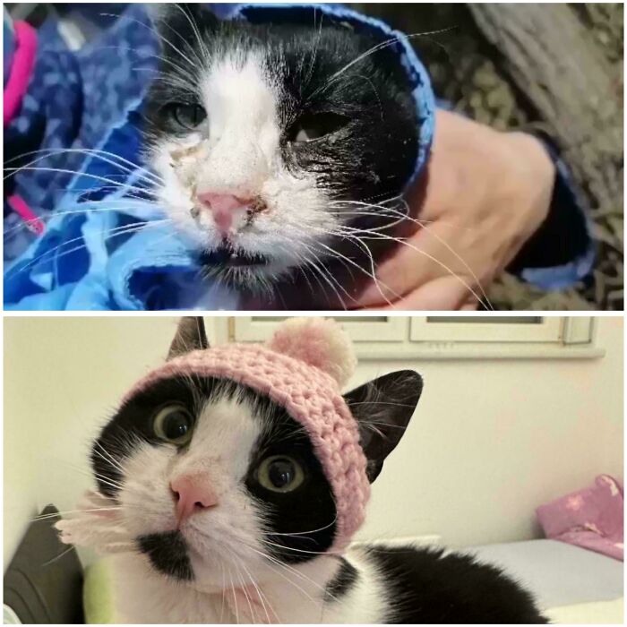 From Sick To Superstar: A Rescue Cat’s Tale