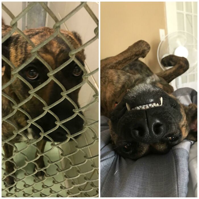 Koda Bear’s Before & After Adventure