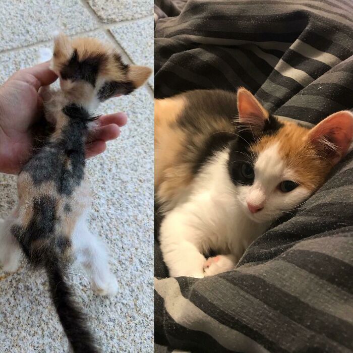 The One Survivin’ Kitten Story