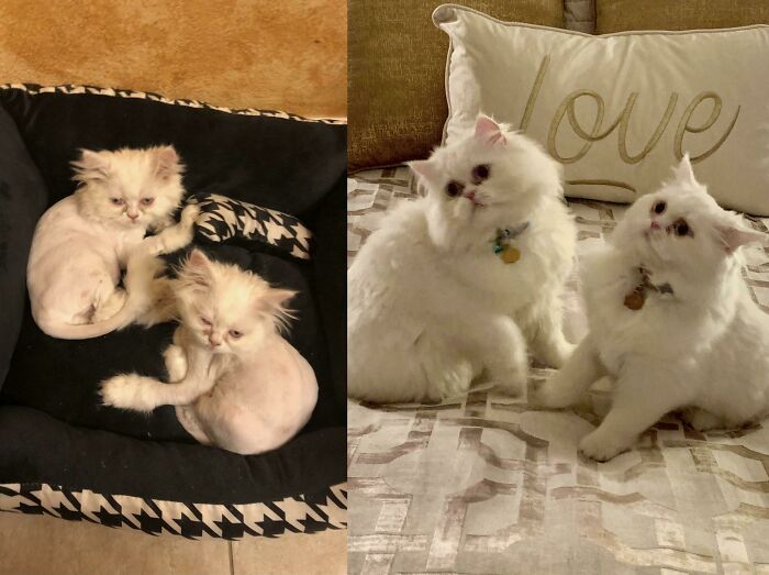 Ringworm Recoveries: Two Lucky Kittens