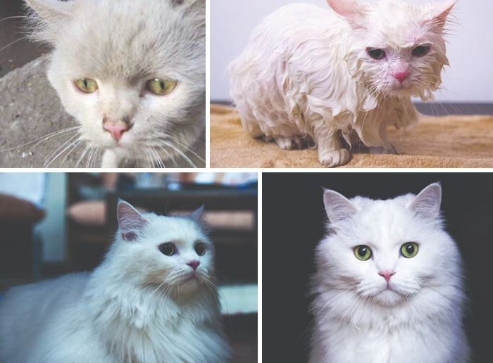 Albus: From Starving Street Cat To Absolute Cuddle Monster