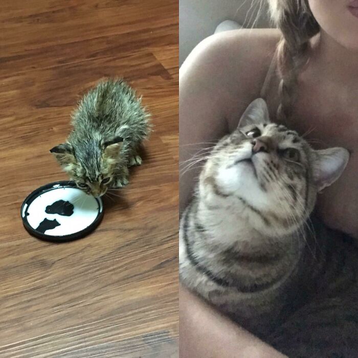 Flea-Covered And Alone To Happy And Healthy One Year Later