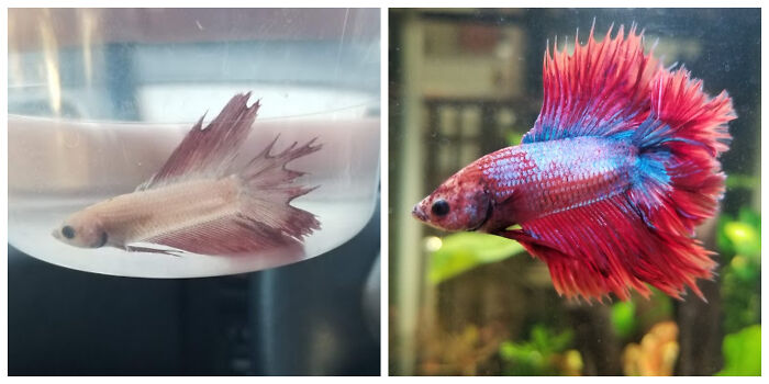 Philip’s 1-Year Triumph