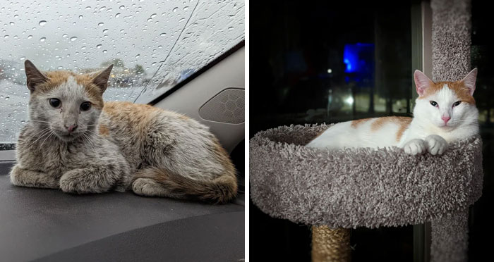 Dirty Kitty Finds Forever Home