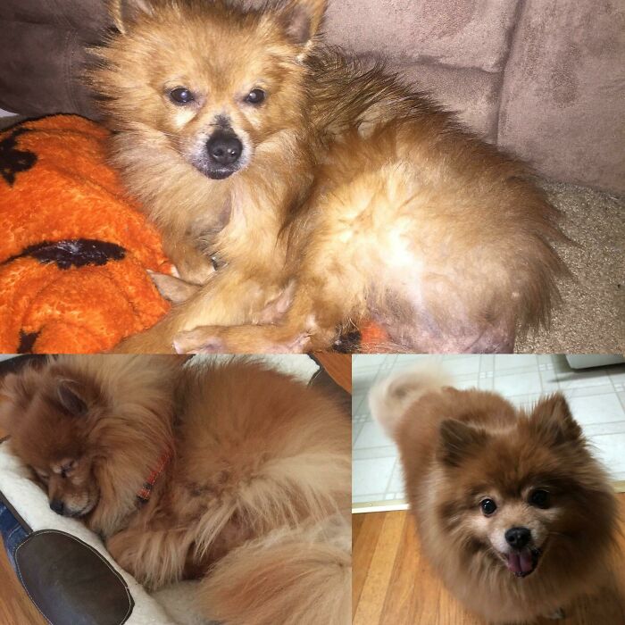 Lemonhead: Blizzard Survivor To Diva Pom