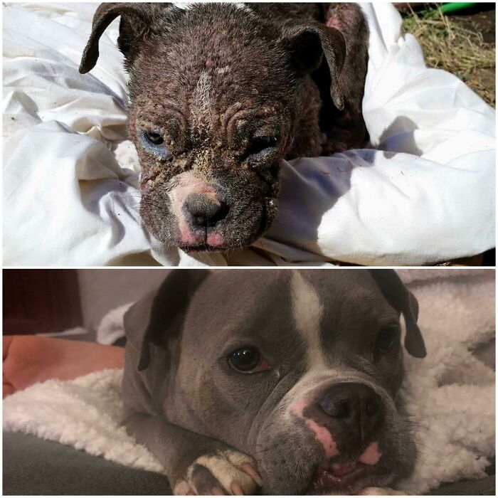 Blistered Beauty To Beloved Buddy