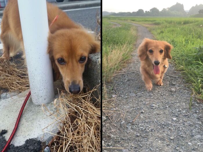 Metalle: Park Rescue To Pampered Pup