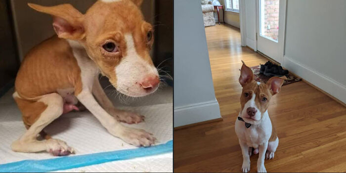 Hal: From Tiny Chihuahua To Couch Potato