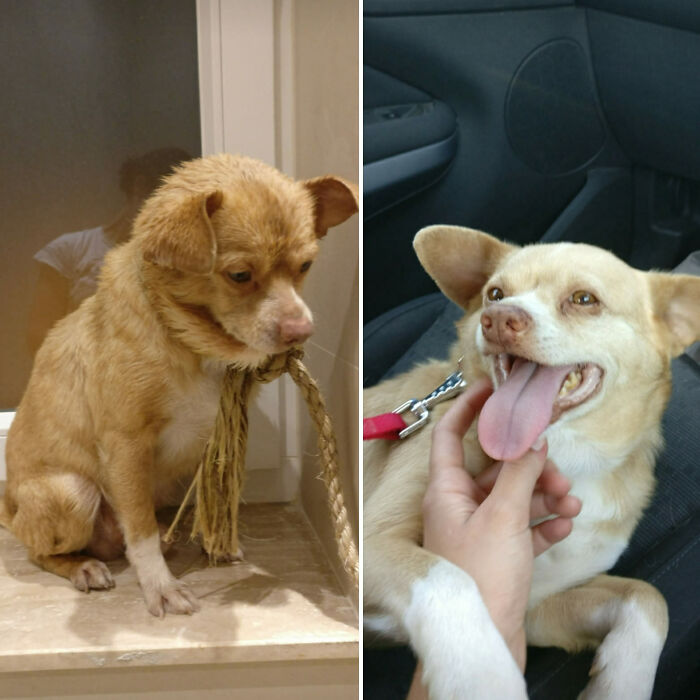 Pablo: Night Street Rescue To Happy Home