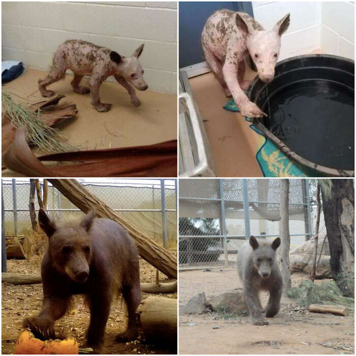 Bear: Mange Survivor To Spoiled Pup