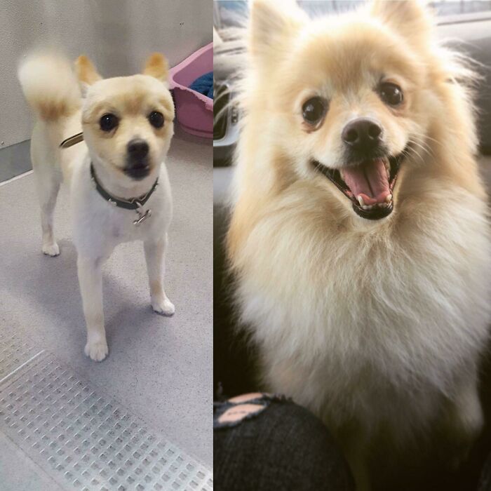 Fluff Boss: One Year Later
