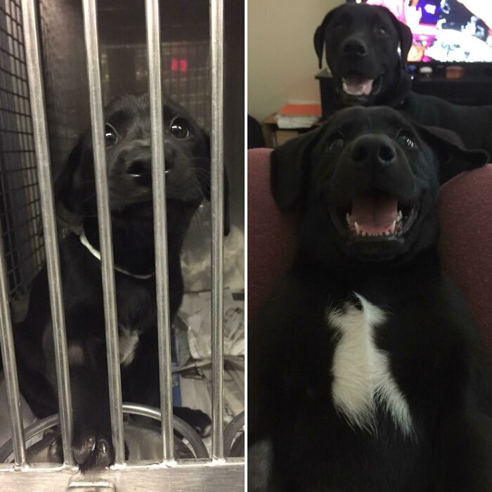 Edgar’s Shelter Makeover (With Steve Watching)