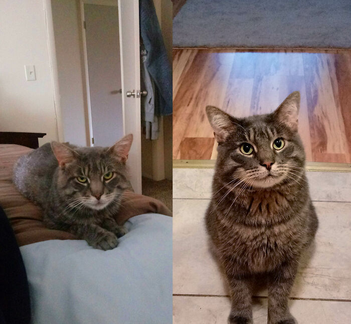 Cat Left Behind Turns Awesome