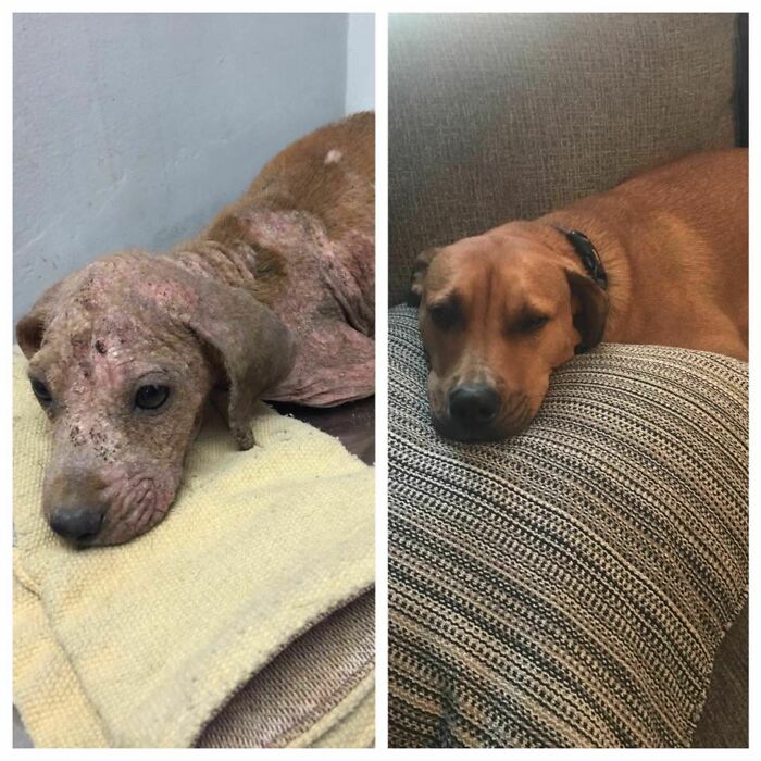 Barkley’s Puerto Rico Rescue Turned Love Story