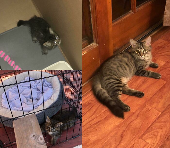 Teddy: Porch Kitten To Fluffy Dude
