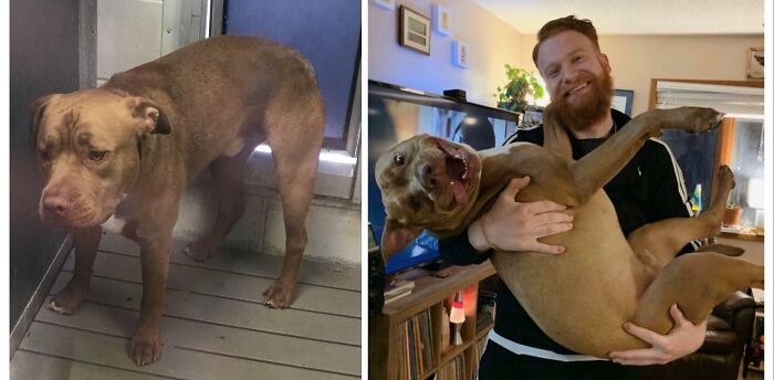 Ding Dong: From 6 Months Shelter Wait To Irreplaceable