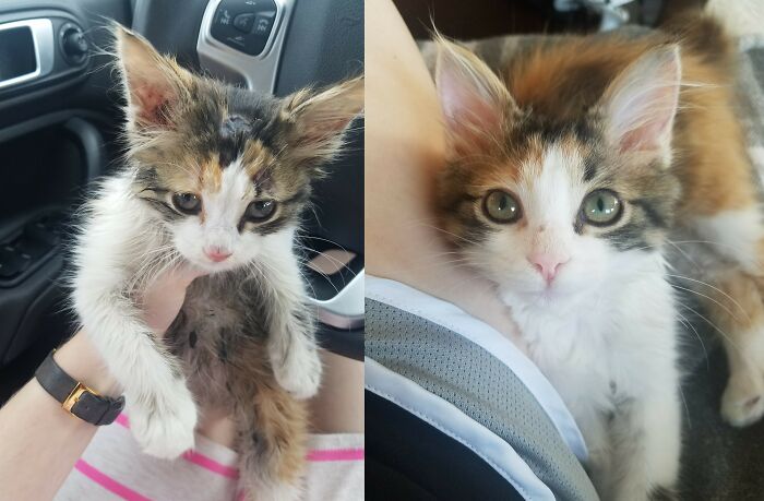 Moss’s Highway Rescue Glow-Up