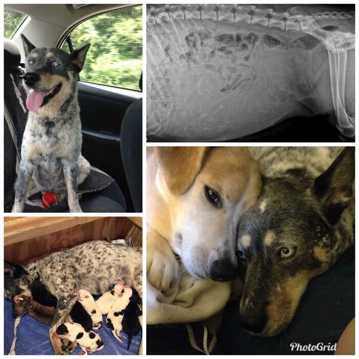 Pregnant Pup’s First Ride To Big Family Love