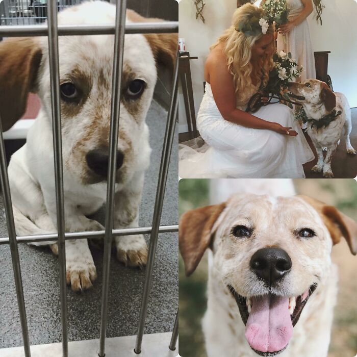 Prison Rescue Pup To Pup Of Honor