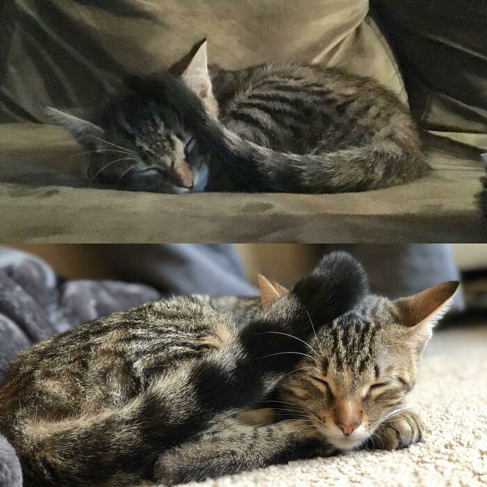 7 Months After Being Found Limping Under A Truck Hood