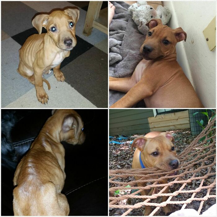 Scrappy: Street Star To Happy Pup