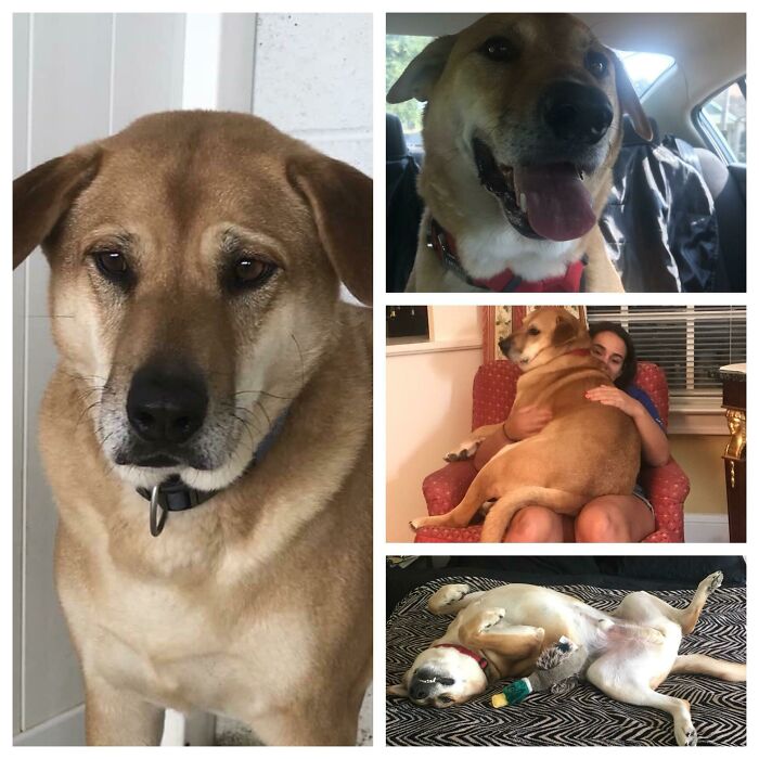 Buddy: New Lab King Of The House