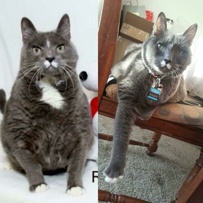 Roger: From Chunky Senior To Happy & Active