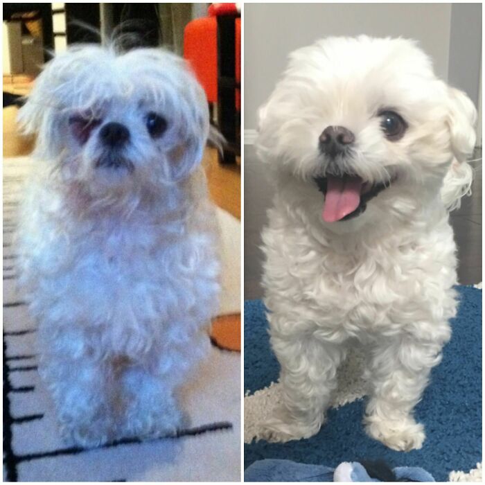 Adopted Pup’s Amazing Makeover