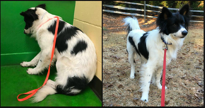 Pax’s Foster To Fabulous Transformation