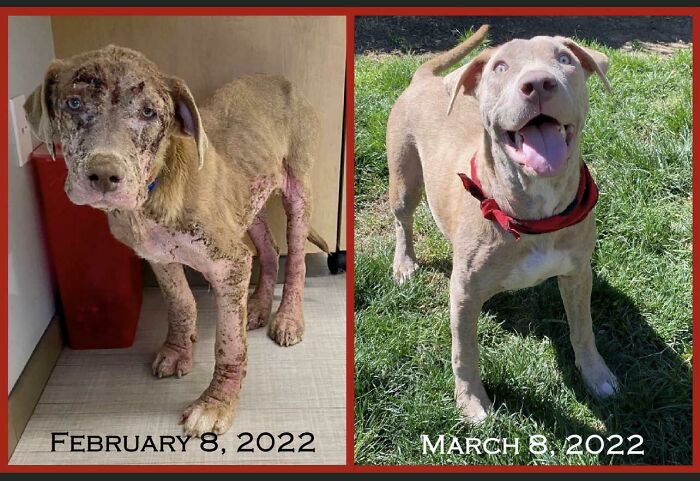 Hank’s Month-Long Miracle