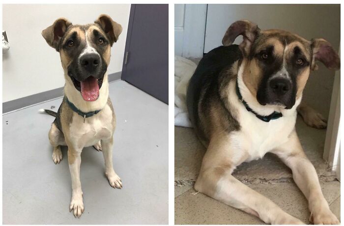 The One Who Looks Happier Before Adoption