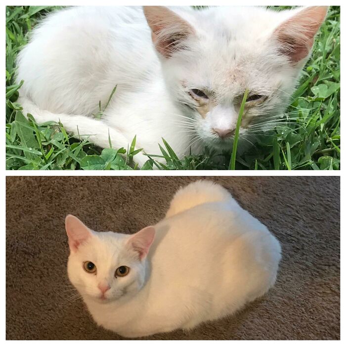 Snowball’s Incredible Year-and-a-Half Journey