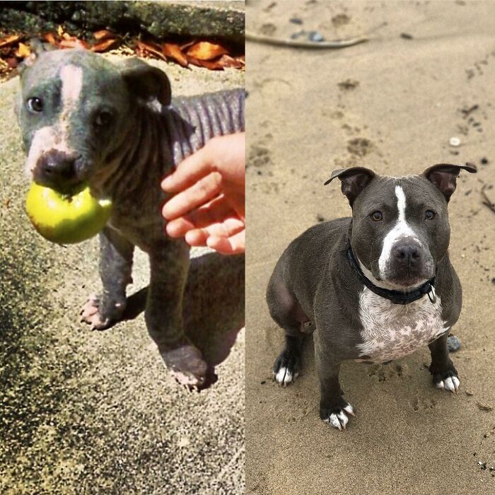 Armando The Little Armadillo Pup: 7 Years Of Love