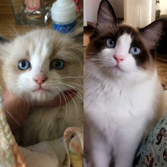 Penny’s Rescue From A Box To Sweet Chub