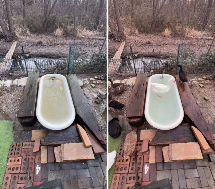 Cleaning The Claw Foot Tub For Ducks, Because Why Not?
