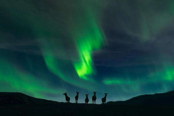 Edge Of Night: Deer + Aurora = Nighttime Harmony