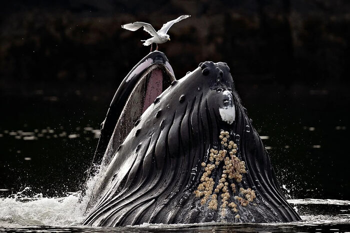 Edge Of The Feast: Whale + Seagull, Teamwork Goals