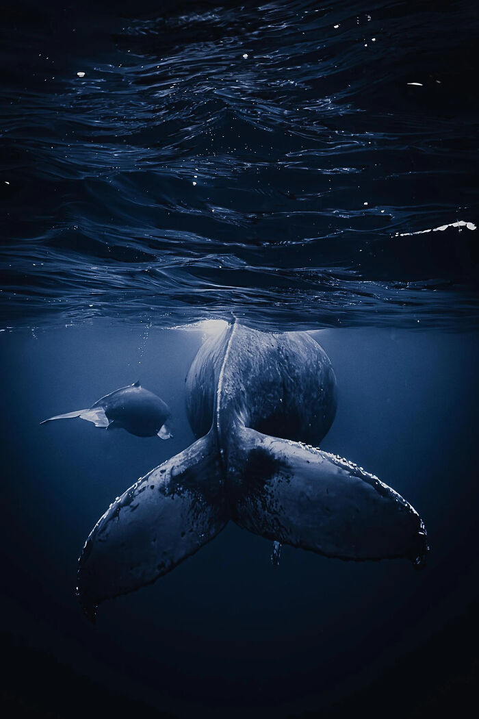 A Mother's Wake: Whale Moments That Melt Your Heart