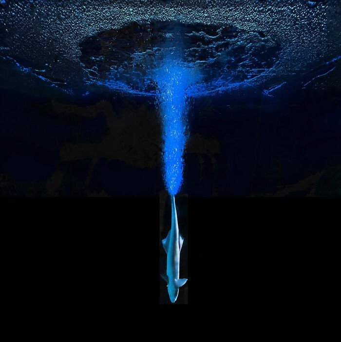 The Beauty Of The Deep: Underwater Art Explosion