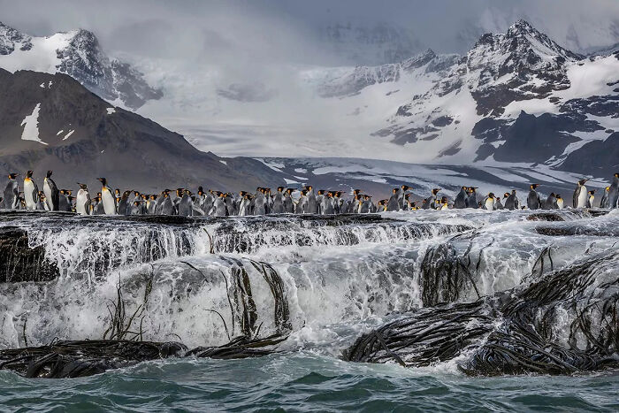 Standing Tall: Penguin Squad Faces The Wind Like Champs