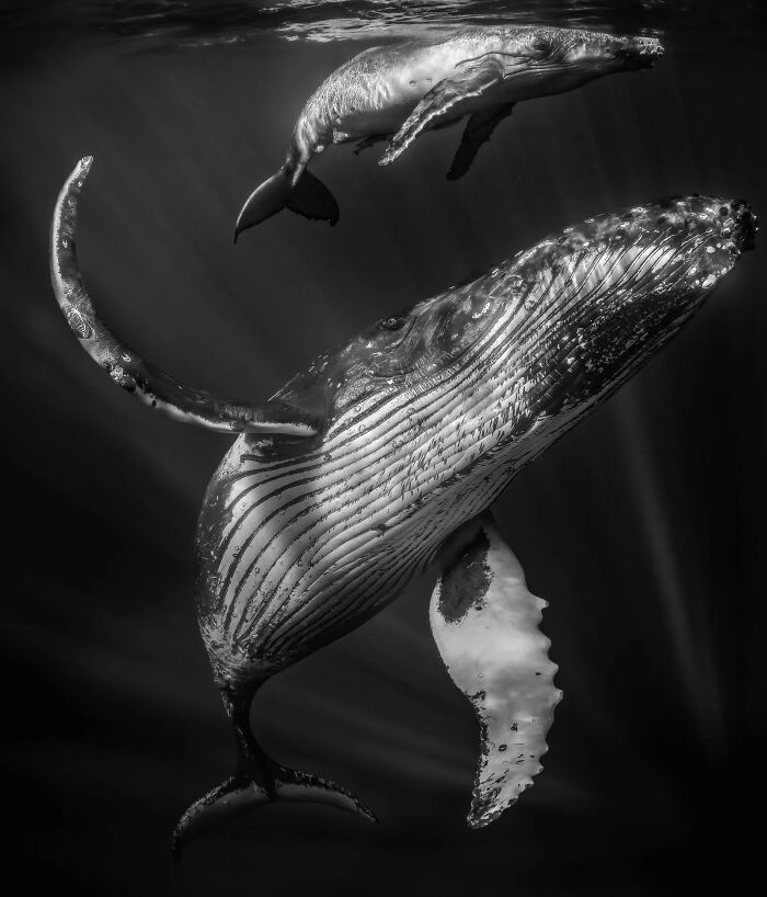 Madonna Of The Blue: Whale Mom’s Calm Ocean Dance
