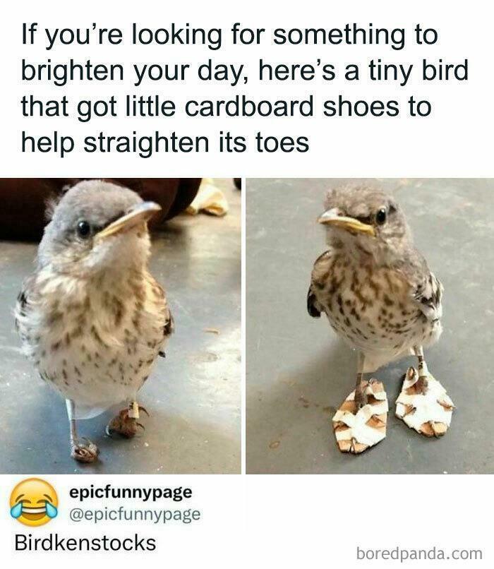 Cutest Bird Ever