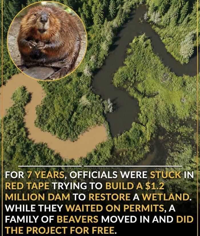 Beaver's Got Jokes