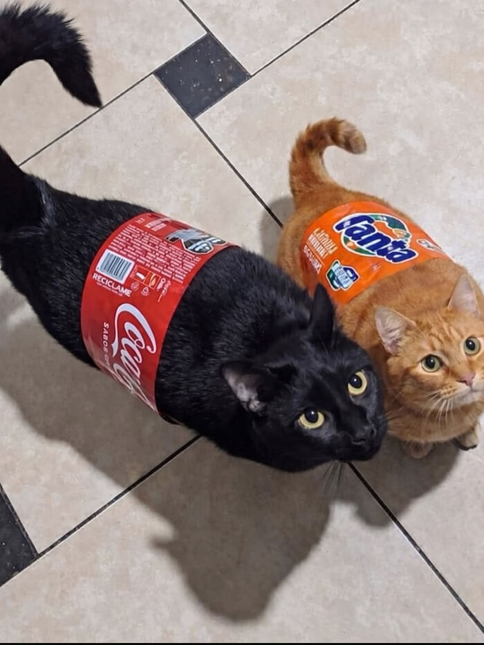 Cat Soda? Sign Me Up!