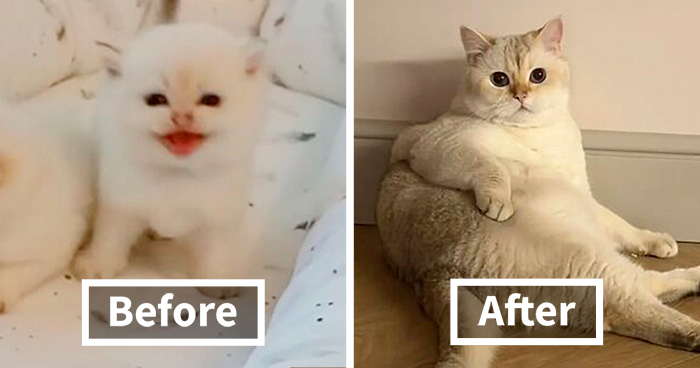 Wait, Cats Really Change That Much? 21 Hilarious Tiny-To-Grown-Up Cat Photos