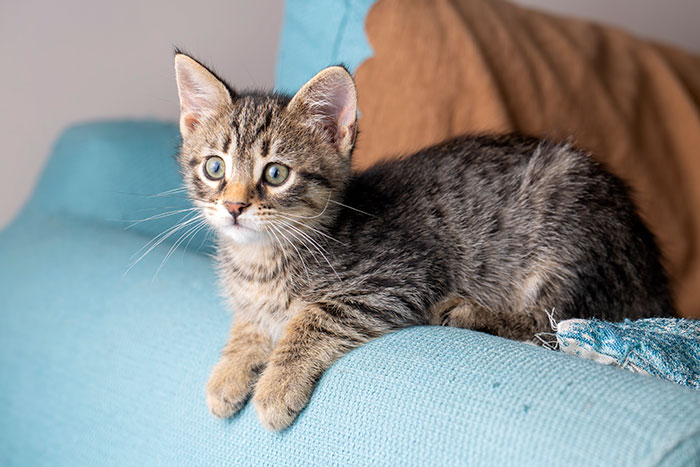 Harmless Little Secrets People Have Been Hiding Forever (And They’re Adorable)