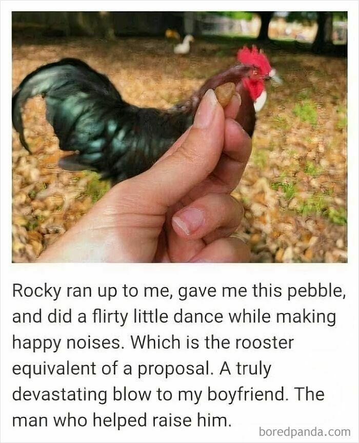 Wait, They Actually Turned Animal Pics Into Memes?! Prepare to Laugh!