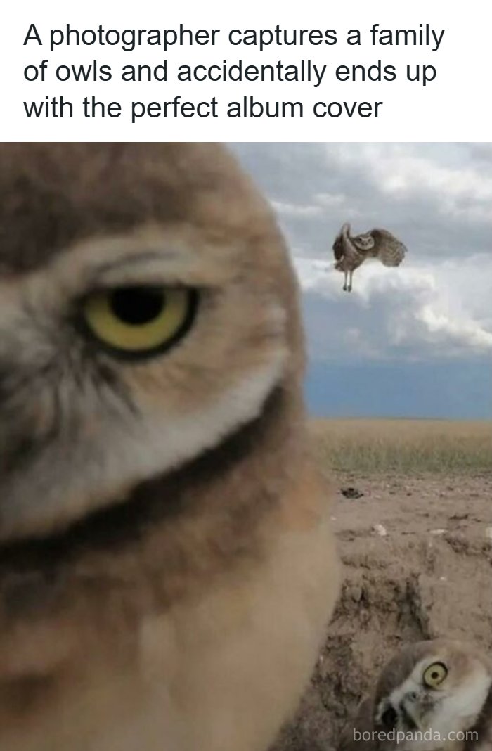 Wait, They Actually Turned Animal Pics Into Memes?! Prepare to Laugh!
