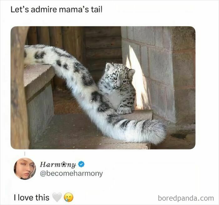 Wait, They Actually Turned Animal Pics Into Memes?! Prepare to Laugh!